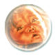 Bébé